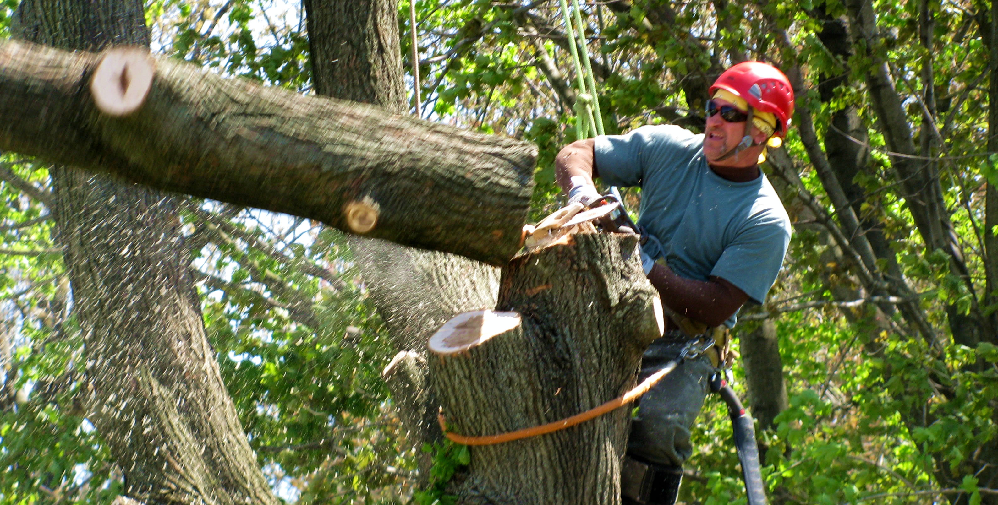 Obtaining tree cutting services for garden maintenance – nyulawglobal