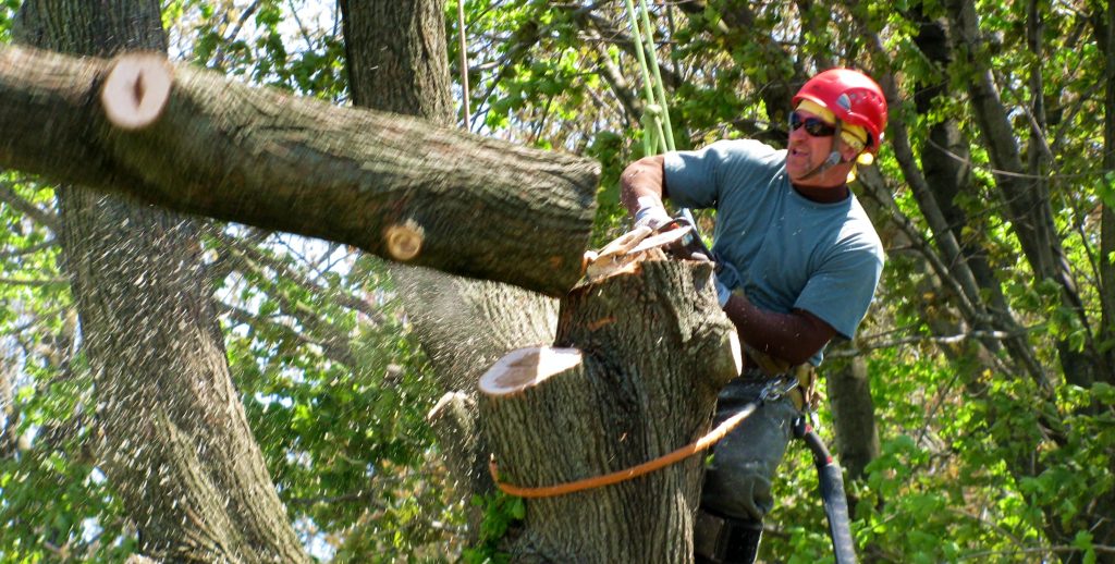 Tree Removal Adelaide South