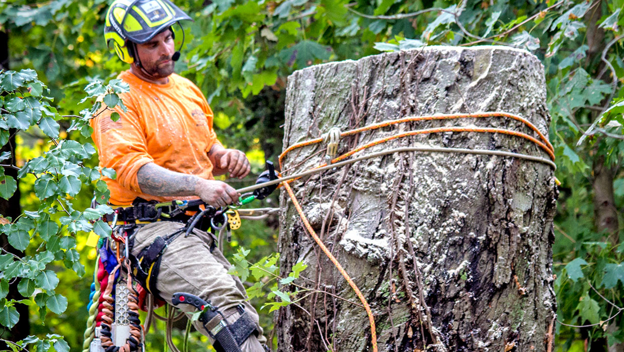 Tree removal Yarra Valley