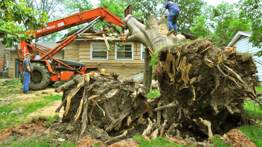 Why Is Tree Removal So Mandatory? - Home Improvements AU