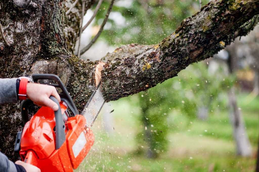 Tree Trimming Adelaide