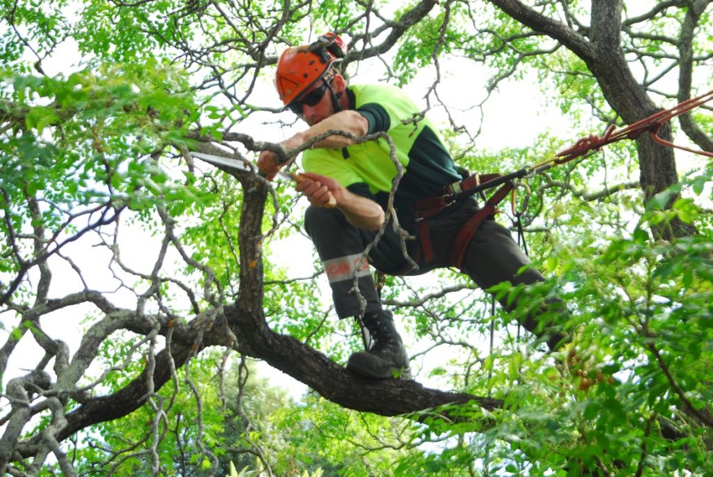 Tree Lopping Adelaide