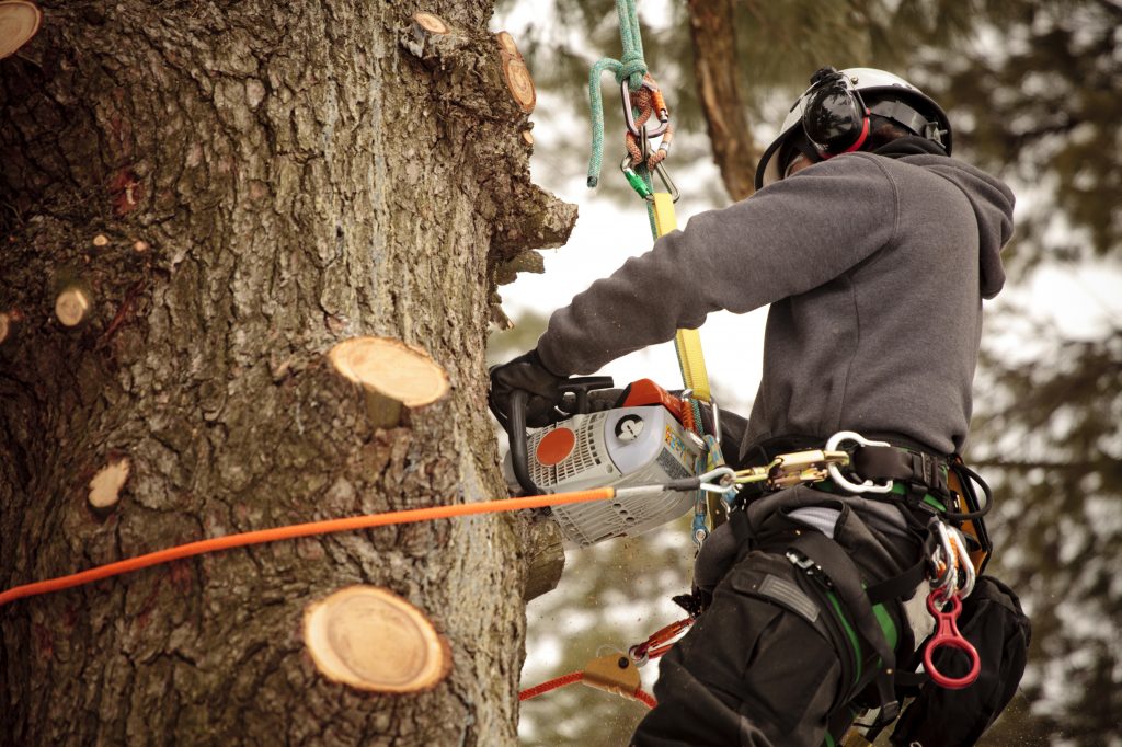 Professional Tree Removal Adelaide