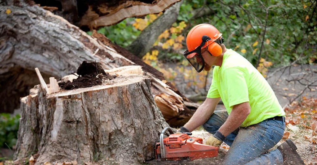 arborist Melbourne